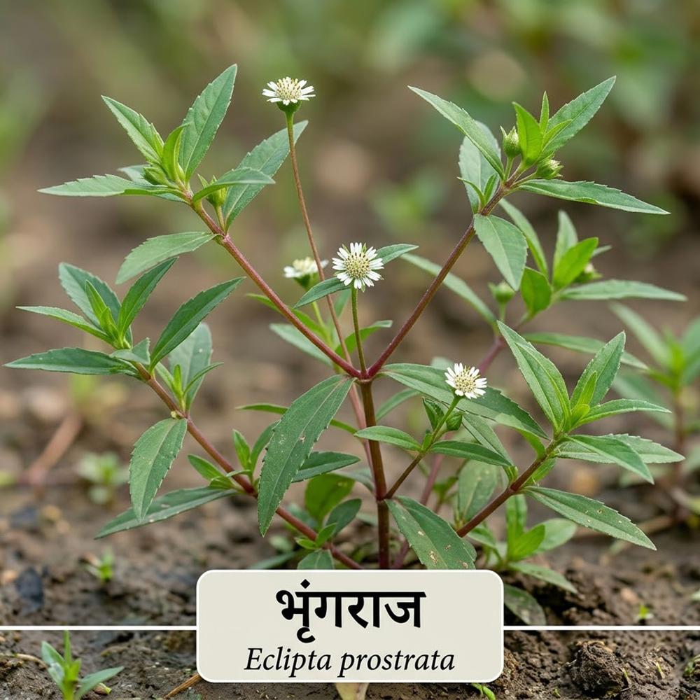 Eclipta prostrata