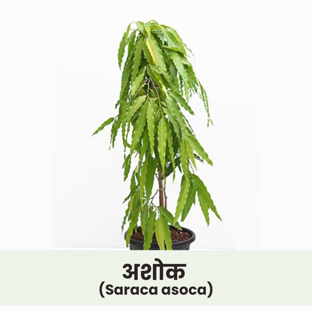 Saraca asoca