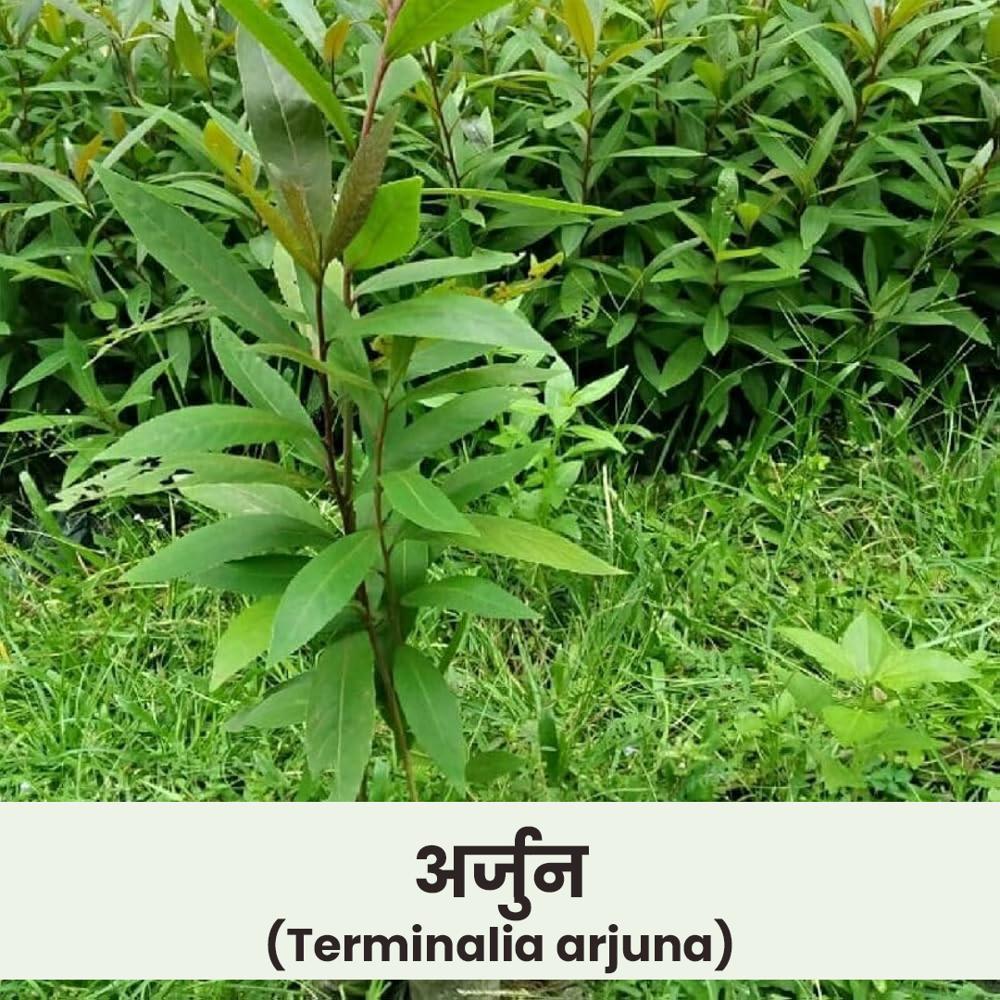 Terminalia arjuna