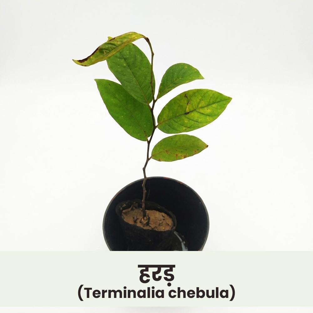 Terminalia chebula