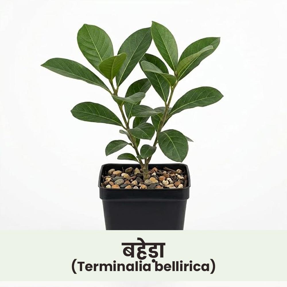 Terminalia bellirica
