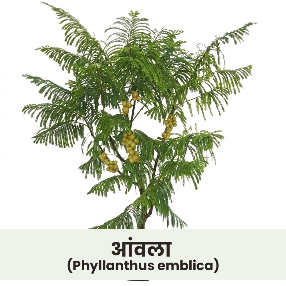Phyllanthus emblica