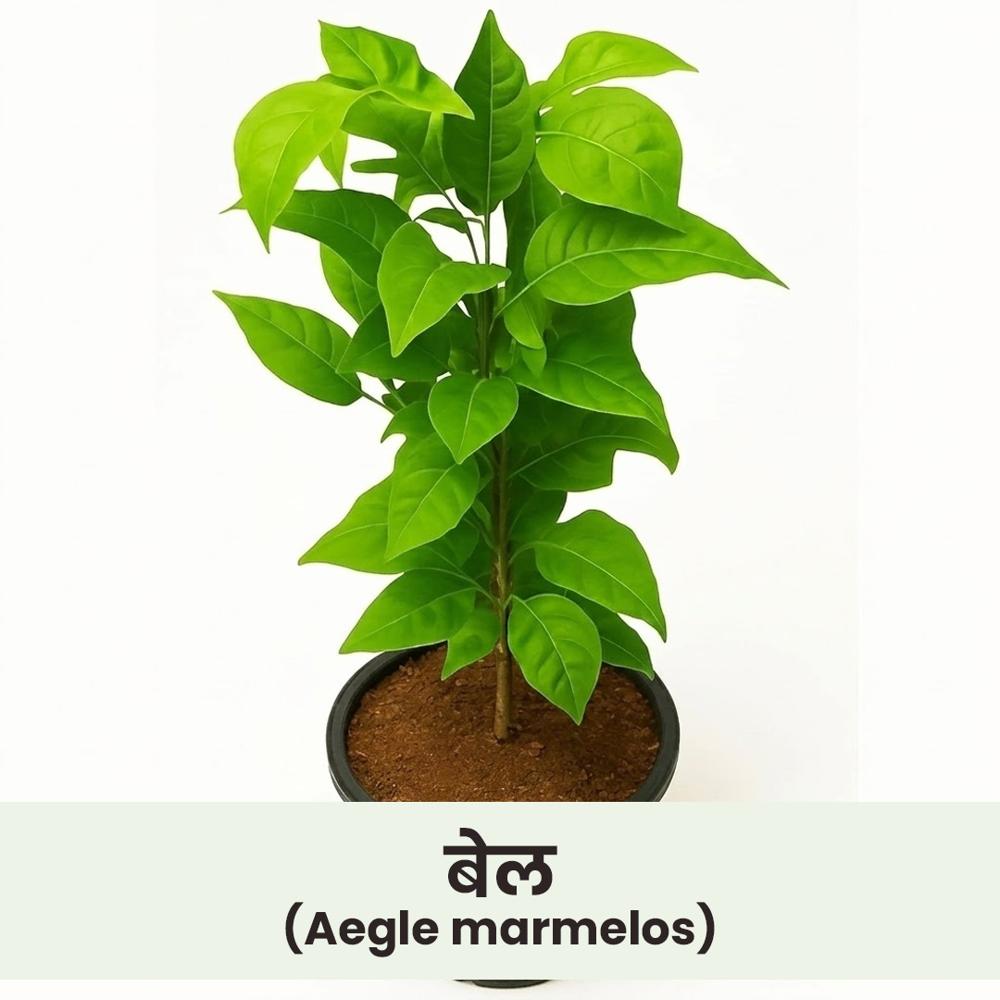 Aegle marmelos