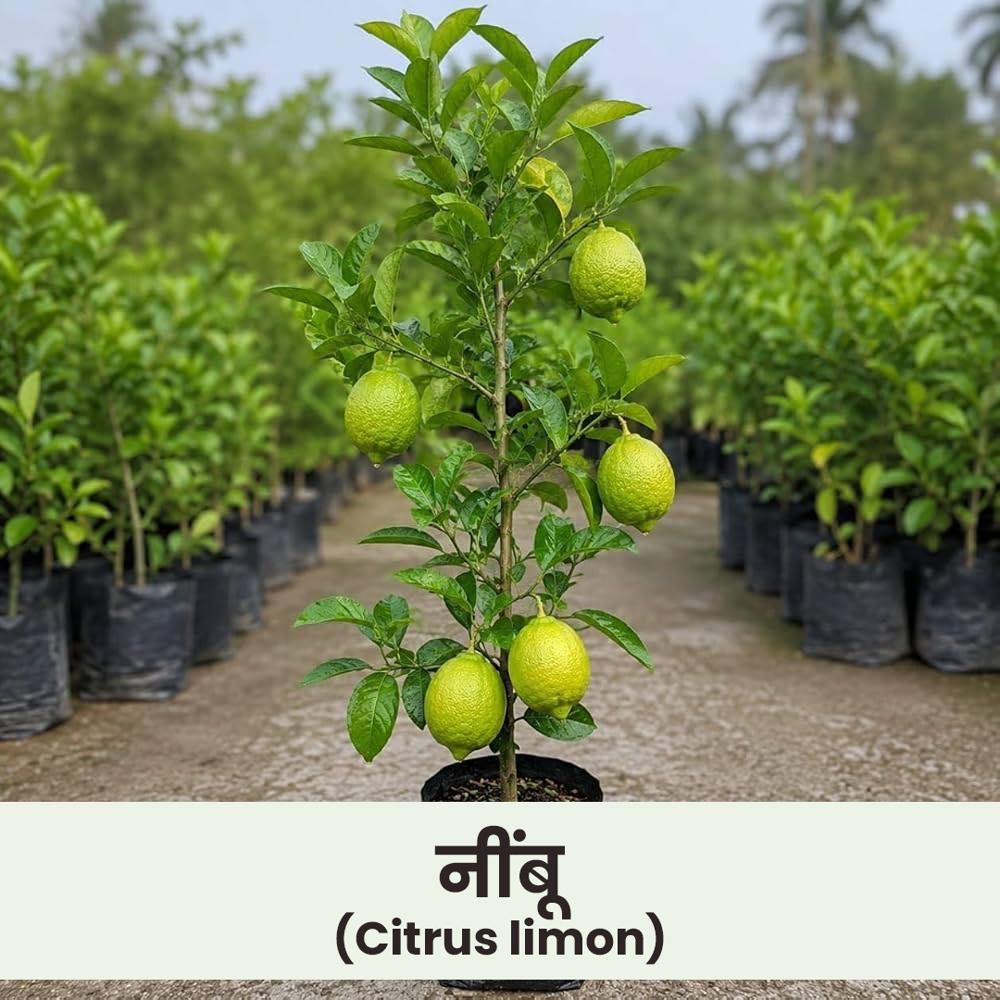 Citrus limon