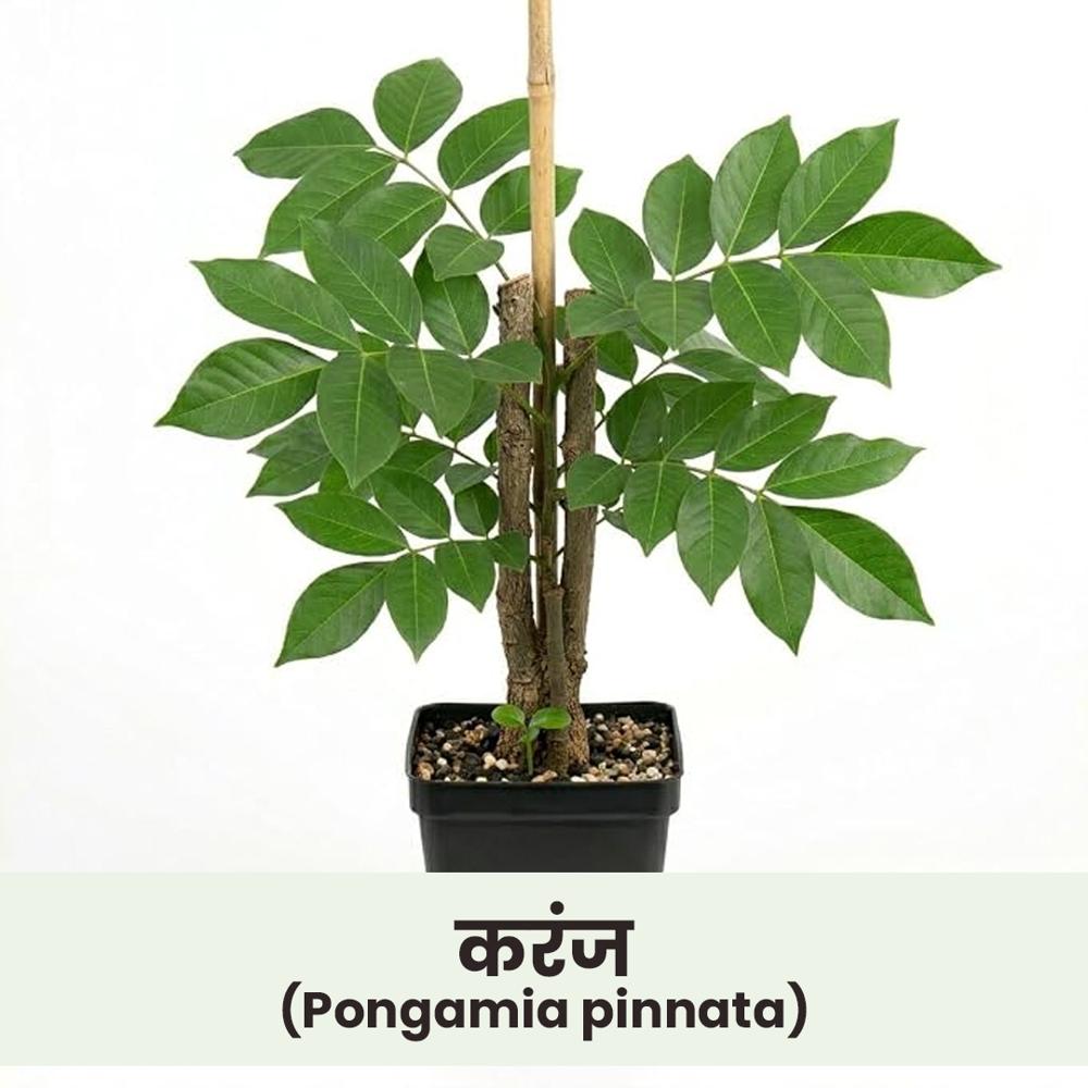 Pongamia Pinnata