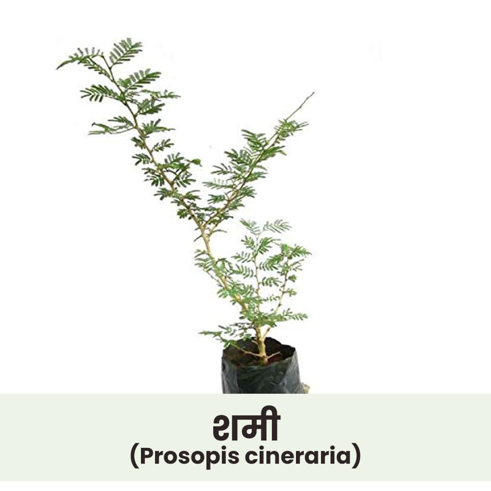 Prosopis cineraria