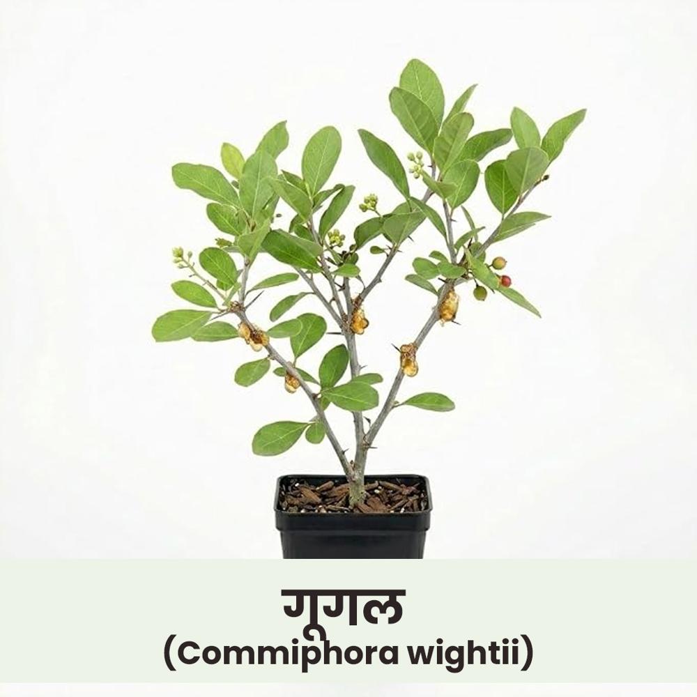 Commiphora wightii