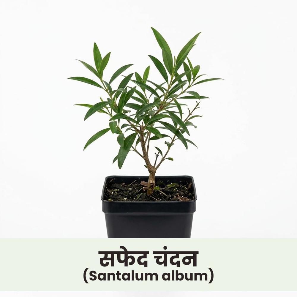 Santalum album