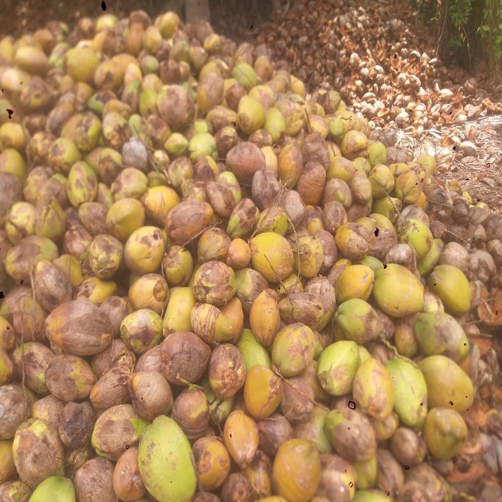 whole brown coconut