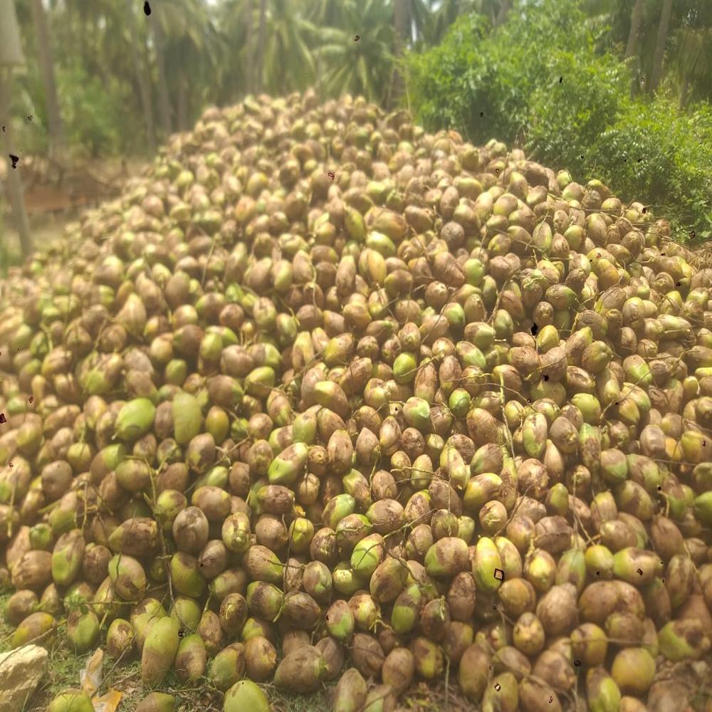 whole brown coconut
