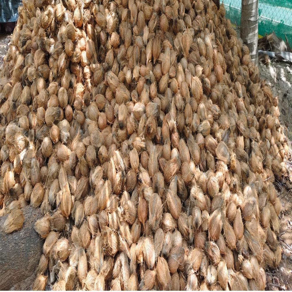 whole brown coconut