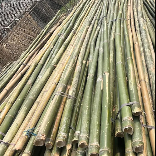 16 ft Raw Bamboo Sticks