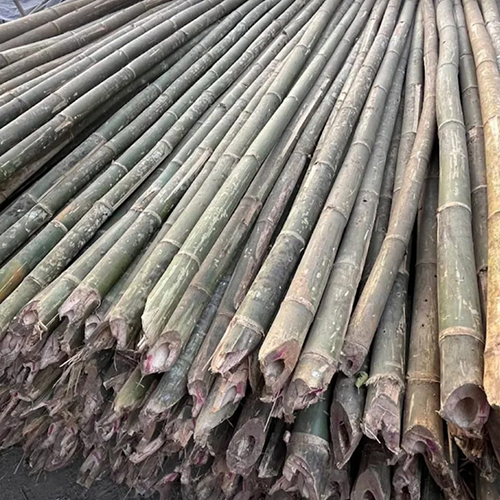 24 ft Raw Bamboo Sticks