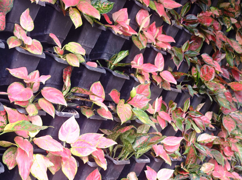 Aglaonema Vertical Garden Plant