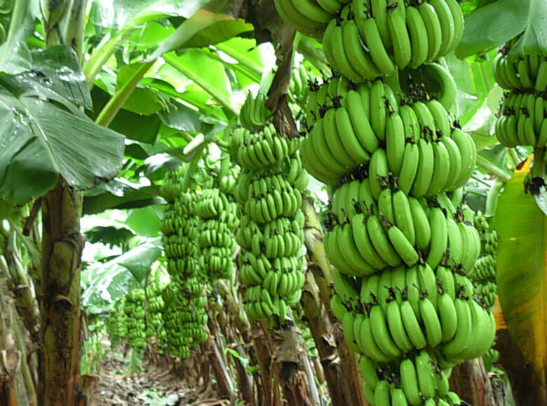Banana Tissue Culture Plant