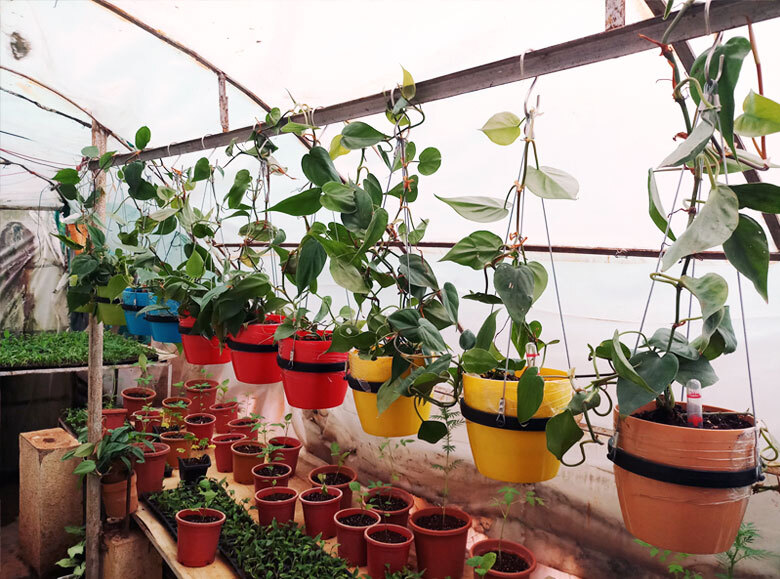 Hangining Plant