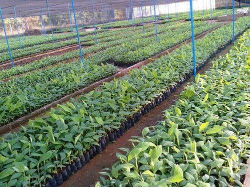 Pineapple Tissue Culture Plant