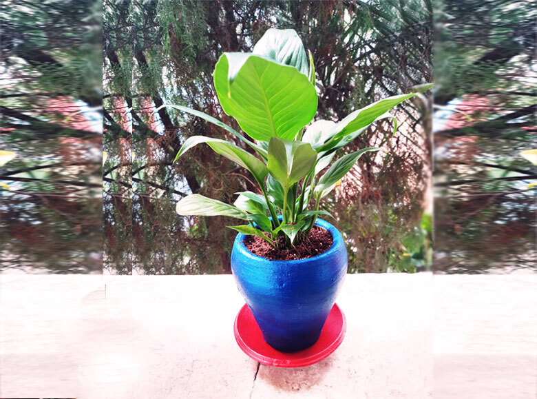 Spathyllum Plant