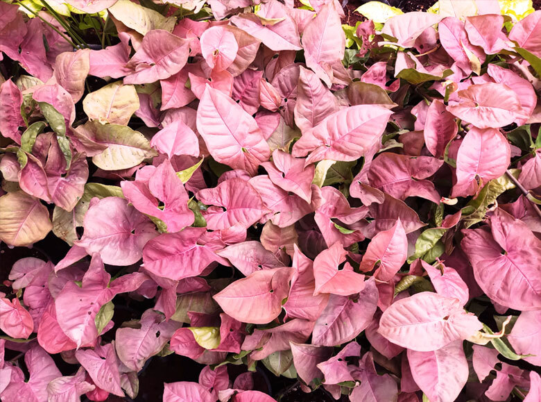 Syngoniums Plant