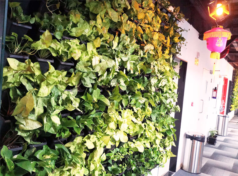 Vertical Garden Plant