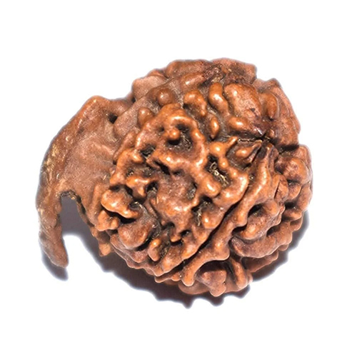 Natural Ganesh Rudraksha
