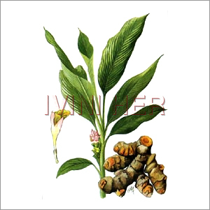 हल्दी घरेलू