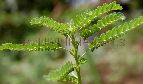 फिलैंथस अमरुस एक्सट्रैक्ट