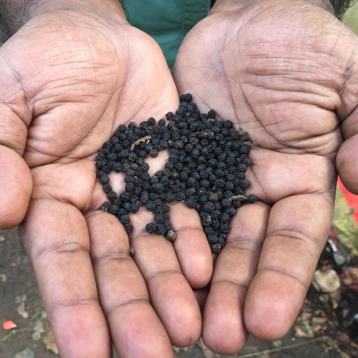 Black Pepper