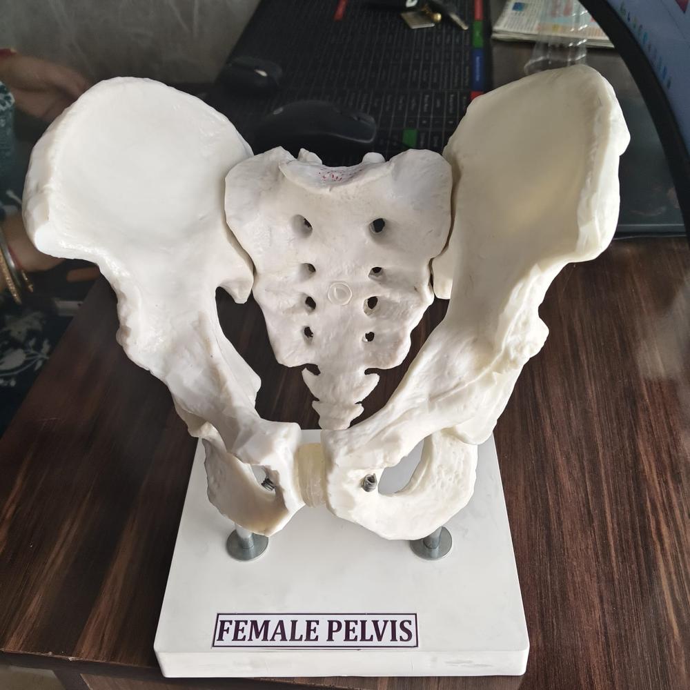 SB-0108 Adult Male Pelvis