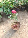 Peach Rose Plant