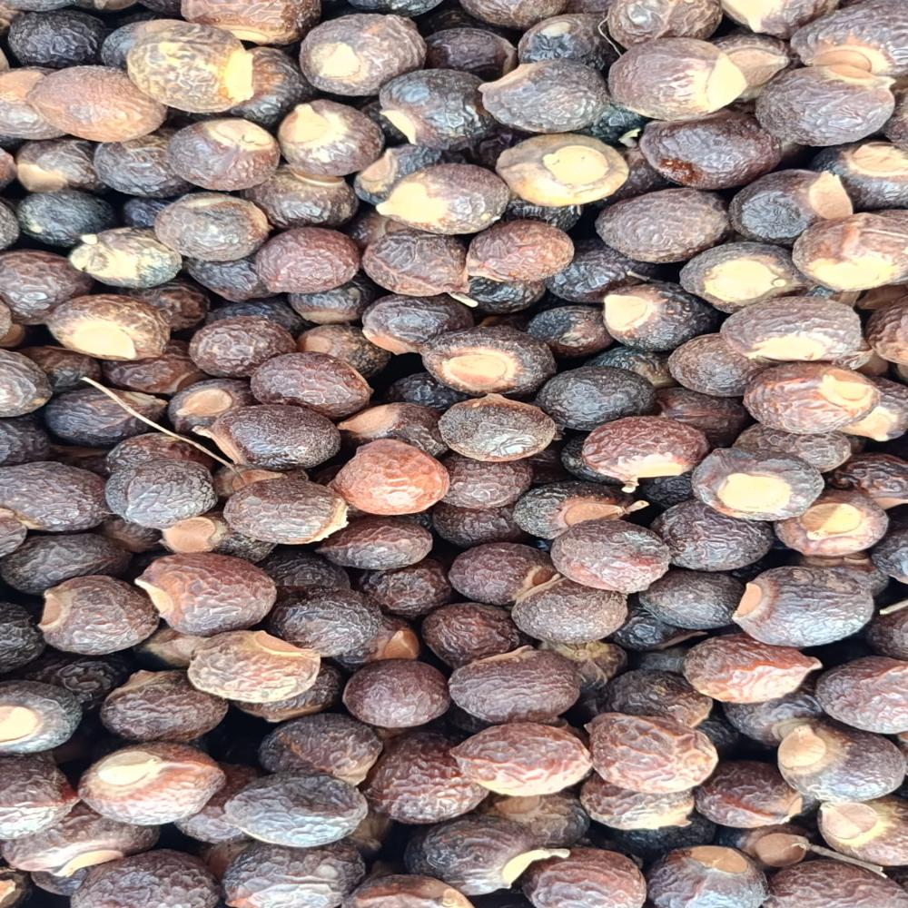 Soap Nut