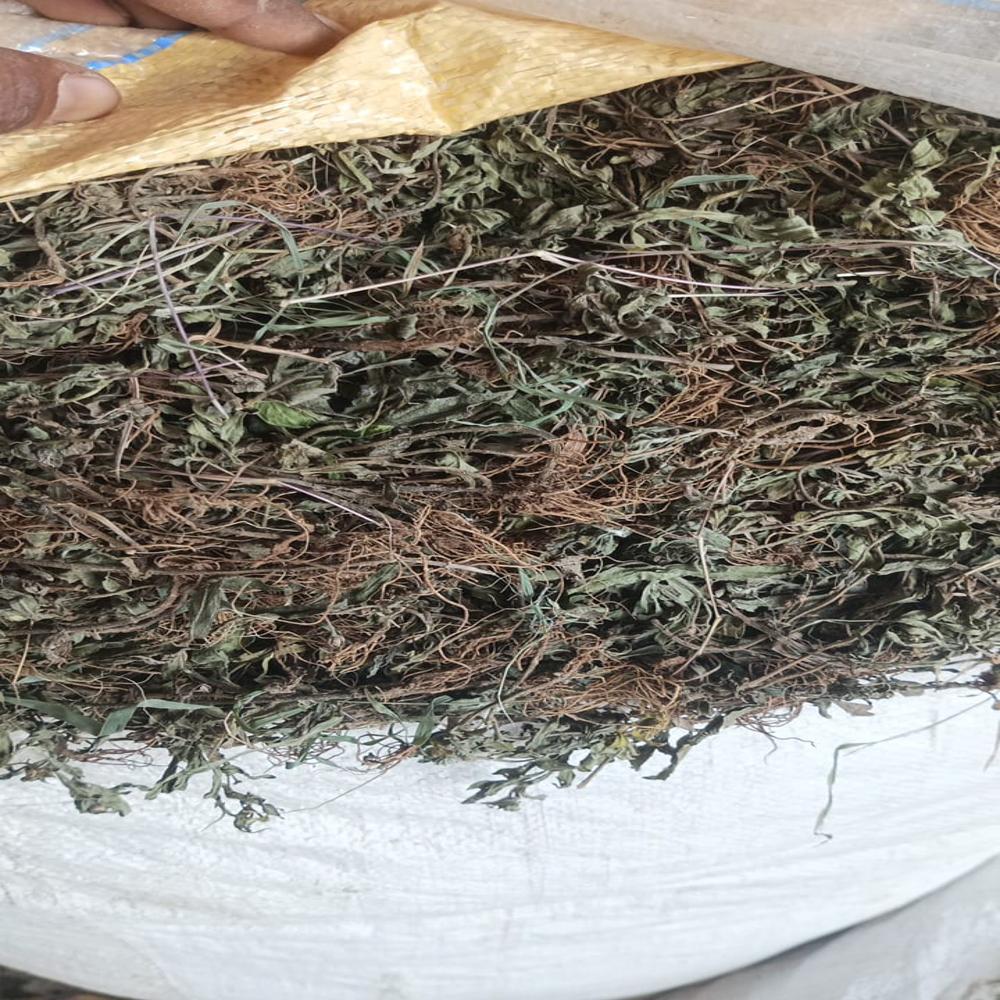 Bhringraj herb