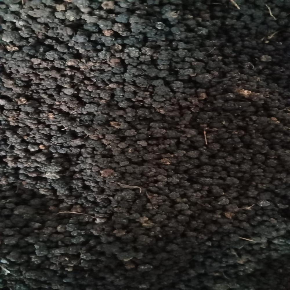 Noni Dried Fruit