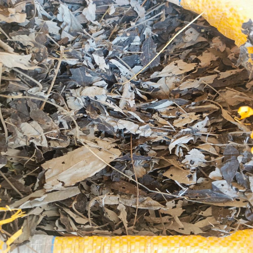Nochi leaf