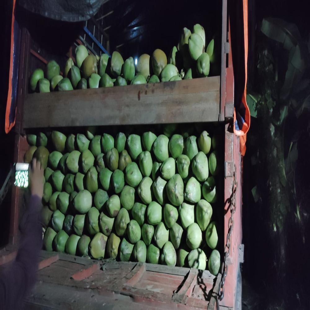 Fresh green coconut