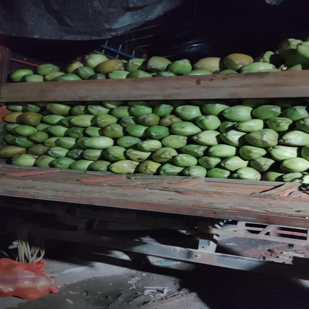 Fresh green coconut