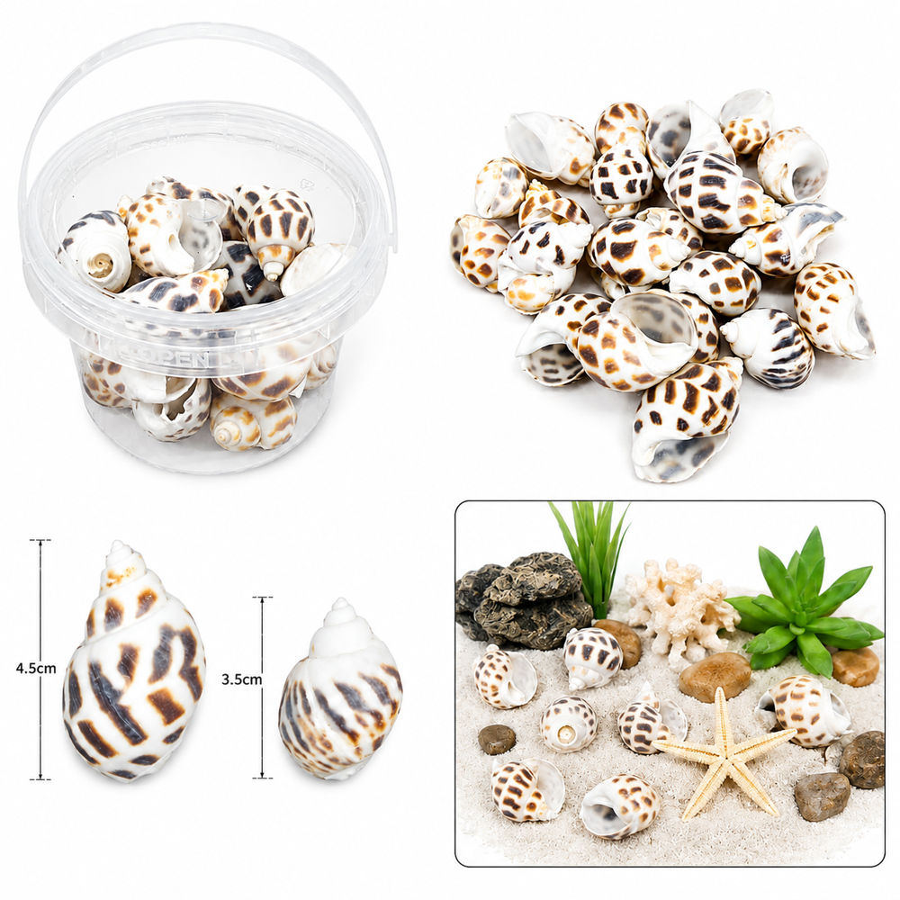 Natural Seashell Mix