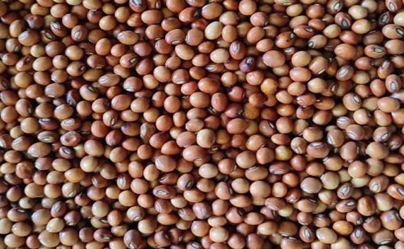 Pigeon Pea