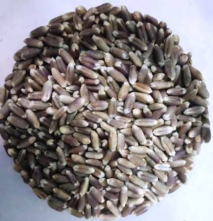Black Wheat