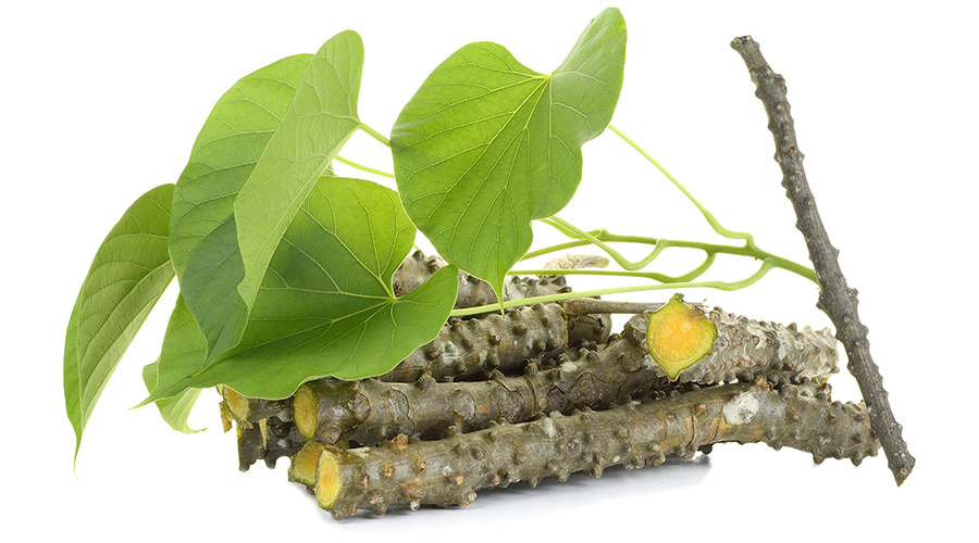 Giloy Herb
