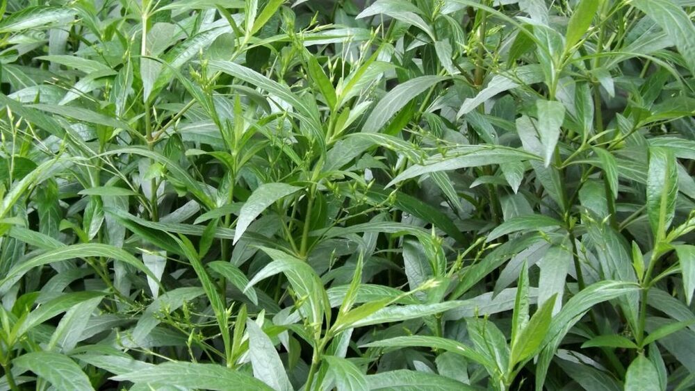 Kalmegh Herb