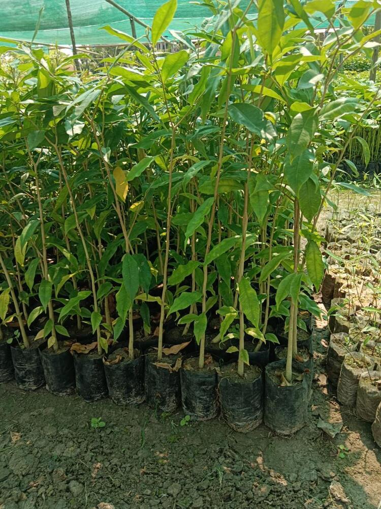 Agarwood plant