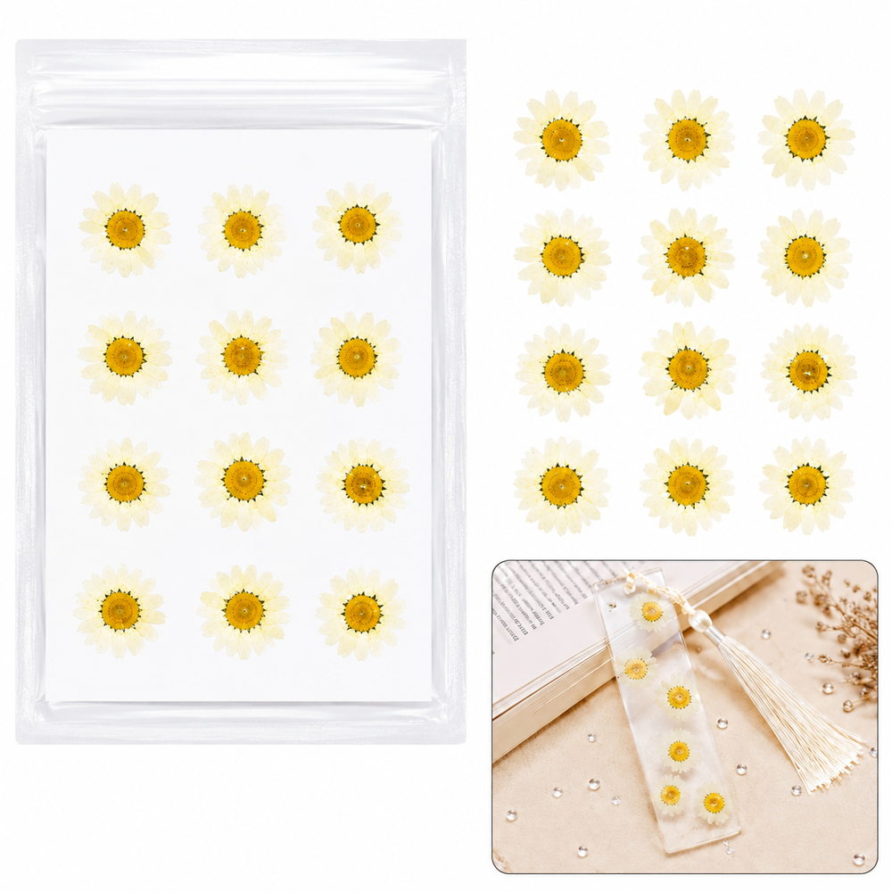 Dried Daisy Flowers