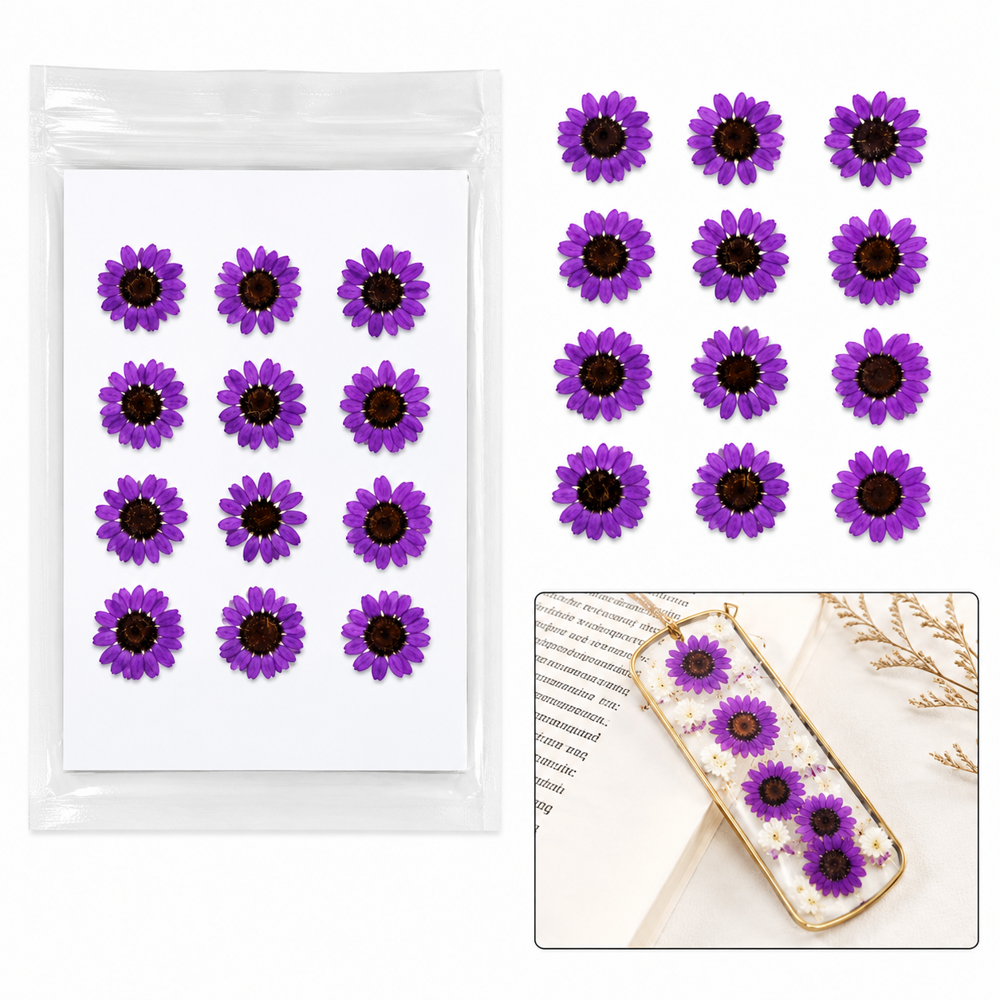 Dried Daisy Flowers