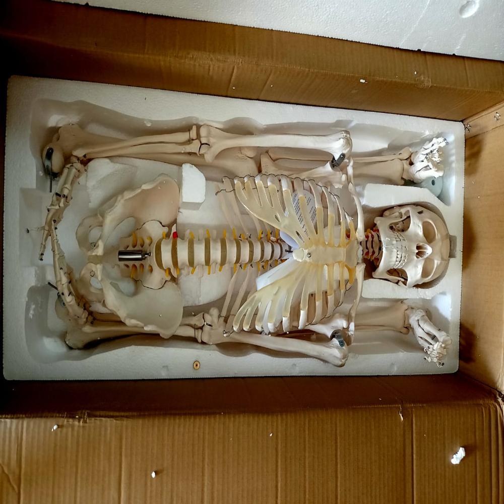 Full Body Skeleton