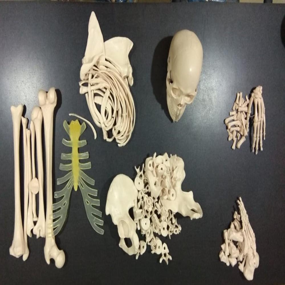 Disarticulated Bone Set