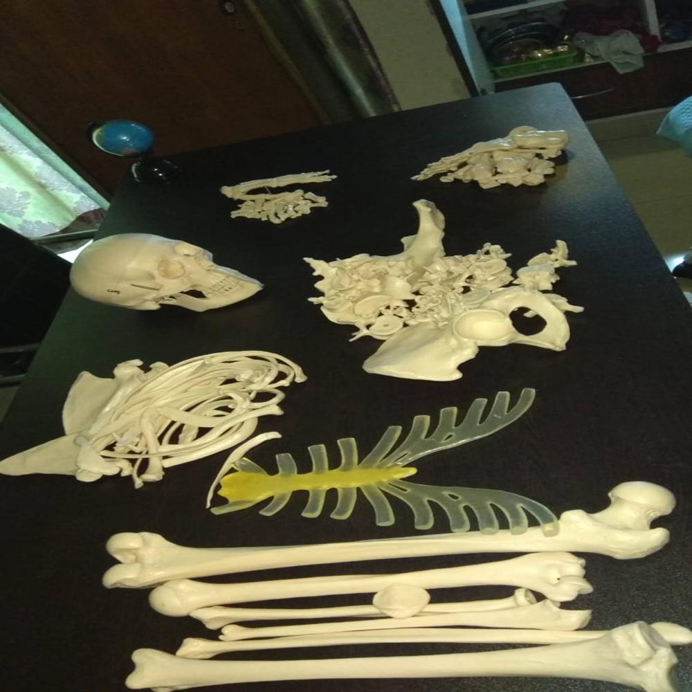 Disarticulated Bone Set