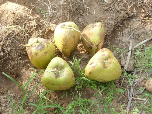 ताज़ा भारतीय नारियल