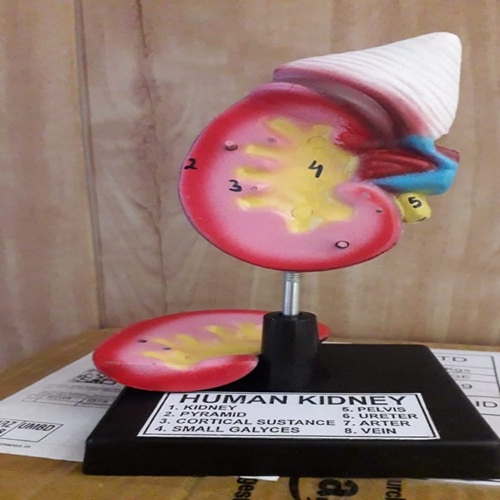 Human kidney model