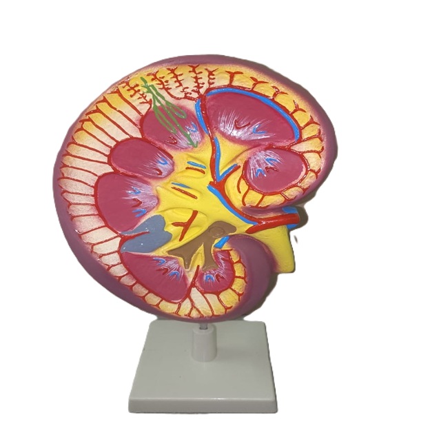 Human Kidney Model - Application: Education Lab